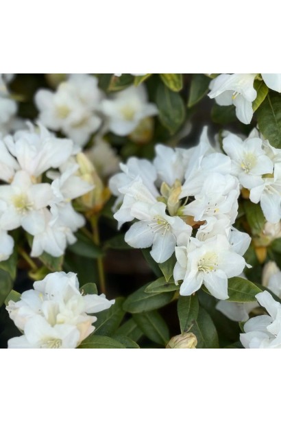 Рододендрон Дора Аматейс